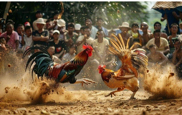 Đá gà cựa sắt miền Tây là gì