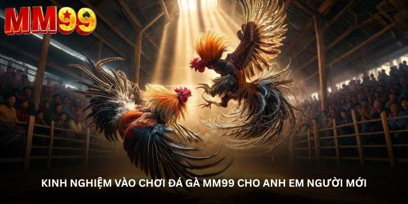 Kinh nghiệm vào chơi đá gà MM99 cho anh em người mới