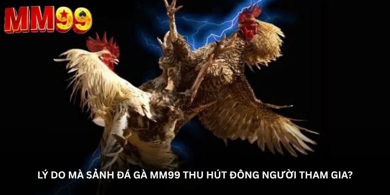 Đá gà MM99 – Nơi từng trận đấu đều khiến người xem nín thở